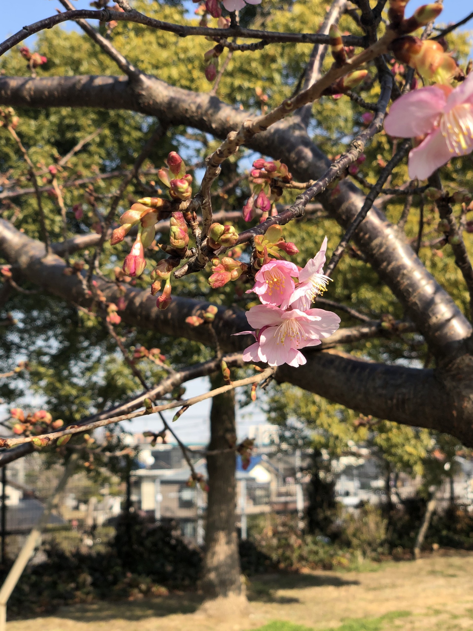 Post Ti陽気に誘われ大勢の家族連れなどが訪れる 舎人公園 竹ノ塚 舎人地区 株式会社足立読売tle 株式会社足立読売